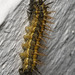 IMG 0313 Caterpillar-2