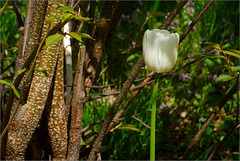 A White Tulip