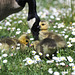 Goslings and wildflowers