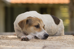 Mauritius Straßenhund DSC08563