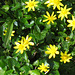 There's a carpet of celandines in the driveway