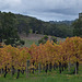 Adelaide hills vines
