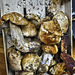 Mushrooms – Borough Market, Southwark, London, England