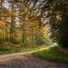 Autumn Forest Road (1 x PiP)