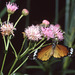 Milkweed butterfly