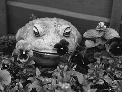 Mr Toad behind some pansies