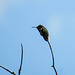 Calliope Hummingbird / Selasphorus calliope