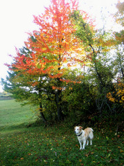 Archie enjoyed the fall colors