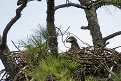 Eaglet on Nest