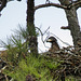 Eaglet on Nest