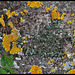 Lichens - Parmélie
