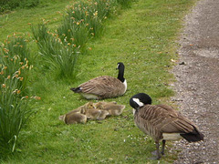 Canadian geese family.