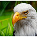 Weißkopfseeadler (PiP)