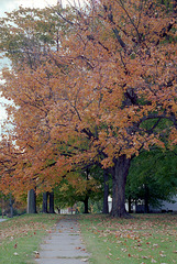 Fall Tree 1992