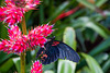 Roter Mormone (Papilio rumanzovia)
