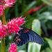 Roter Mormone (Papilio rumanzovia)