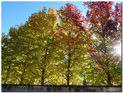 Autumn -Trees