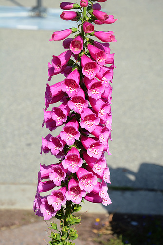 Резиденція святого миколая у вінниці