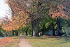 Fall Tree 1991
