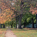 Fall Tree 1991