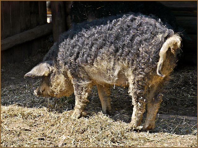 Das Wollschwein - Magalica