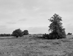 Rural scene in Cheshire