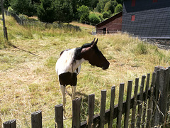Paint Horses in Zopten bei Gräfenthal