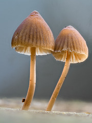 Herbstbild 5 - Pilze