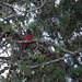 Narina Trogon