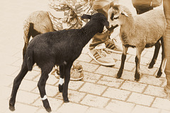 Schwarzes Schaf (Wilhelma)