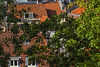 Leiden Roofs