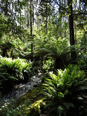 Rainforest creek 2