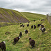 HFF- “Baa-ram-ewe” from the Lake District