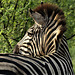 zebre afrique sud