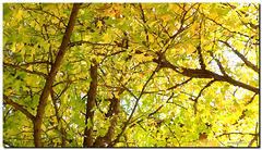 Autumn -Under the trees
