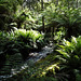 Rainforest creek 3