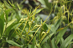 Orchidee, Brassia gireoudiana