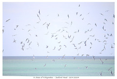 A chaos of Kittywakes flying off Seaford Head - 20 4 2024