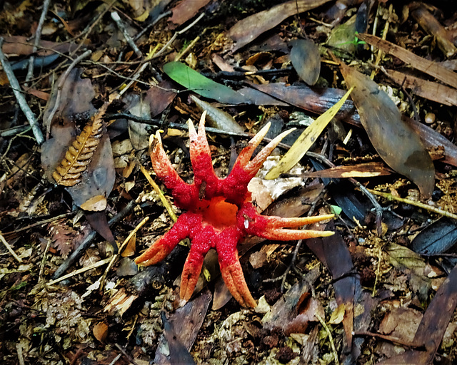 Satanic fungus (aseroe rubra?)