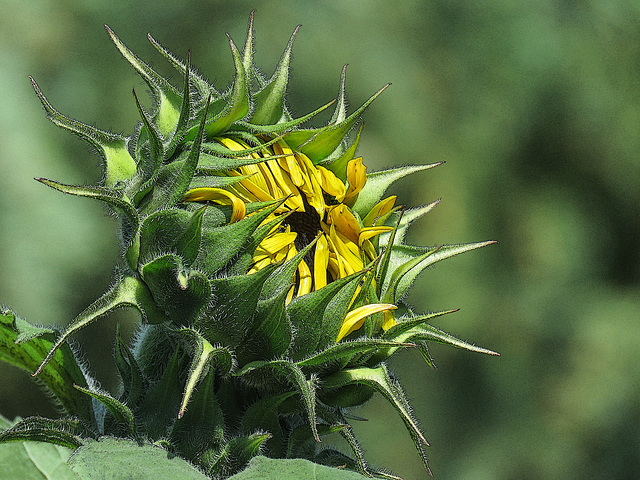 Opening Sunflower bud