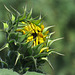 Opening Sunflower bud