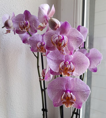 Orchidées**************
