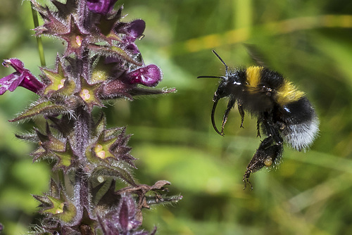Bee pollenating Nettle