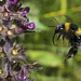 Bee pollenating Nettle
