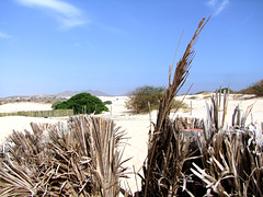 HFF in der Deserto de Viana