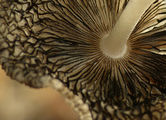 Harefoot mushroom ~ Hazenpootje (Coprinopsis lagopus)