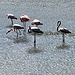 flamingos at St. John