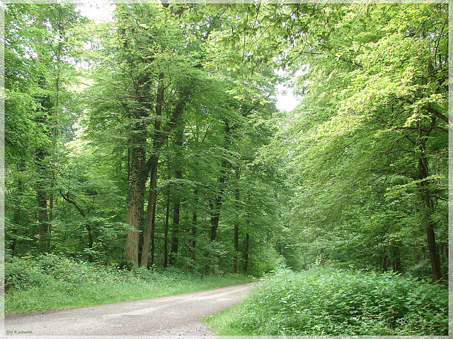 Oberwald Karlsruhe - Holderweg