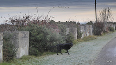 Dawn walk for Jet along the line of anti-invasion concrete blocks to the beach and sanddunes - a leftover from WW II to protect RAF Kinloss