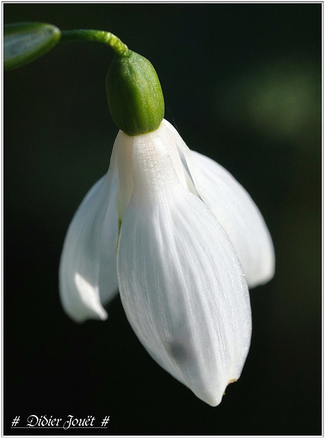 Perce-Neige (Galanthus nivalis)